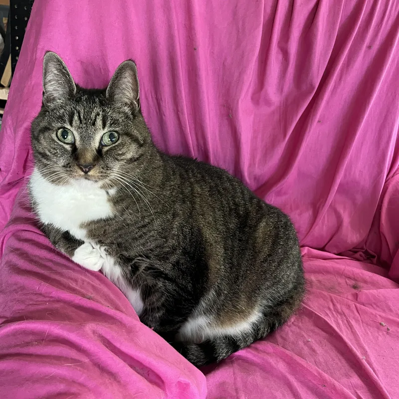 An adult large-sized male Domestic Short Hair cat named Jasper for adoption in Proctor, MN