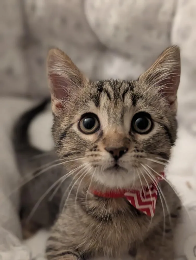 A baby small-sized male Tabby cat named Apple for adoption in Fremont, CA