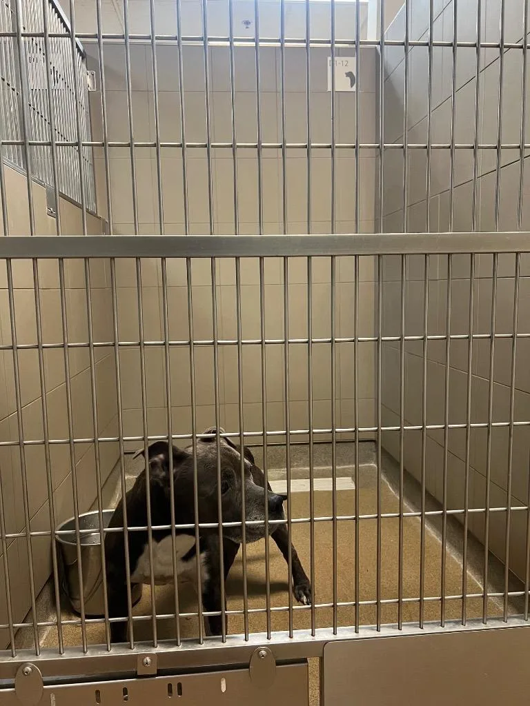 A young large-sized male Mixed Breed dog named Grey for adoption in Rome, GA