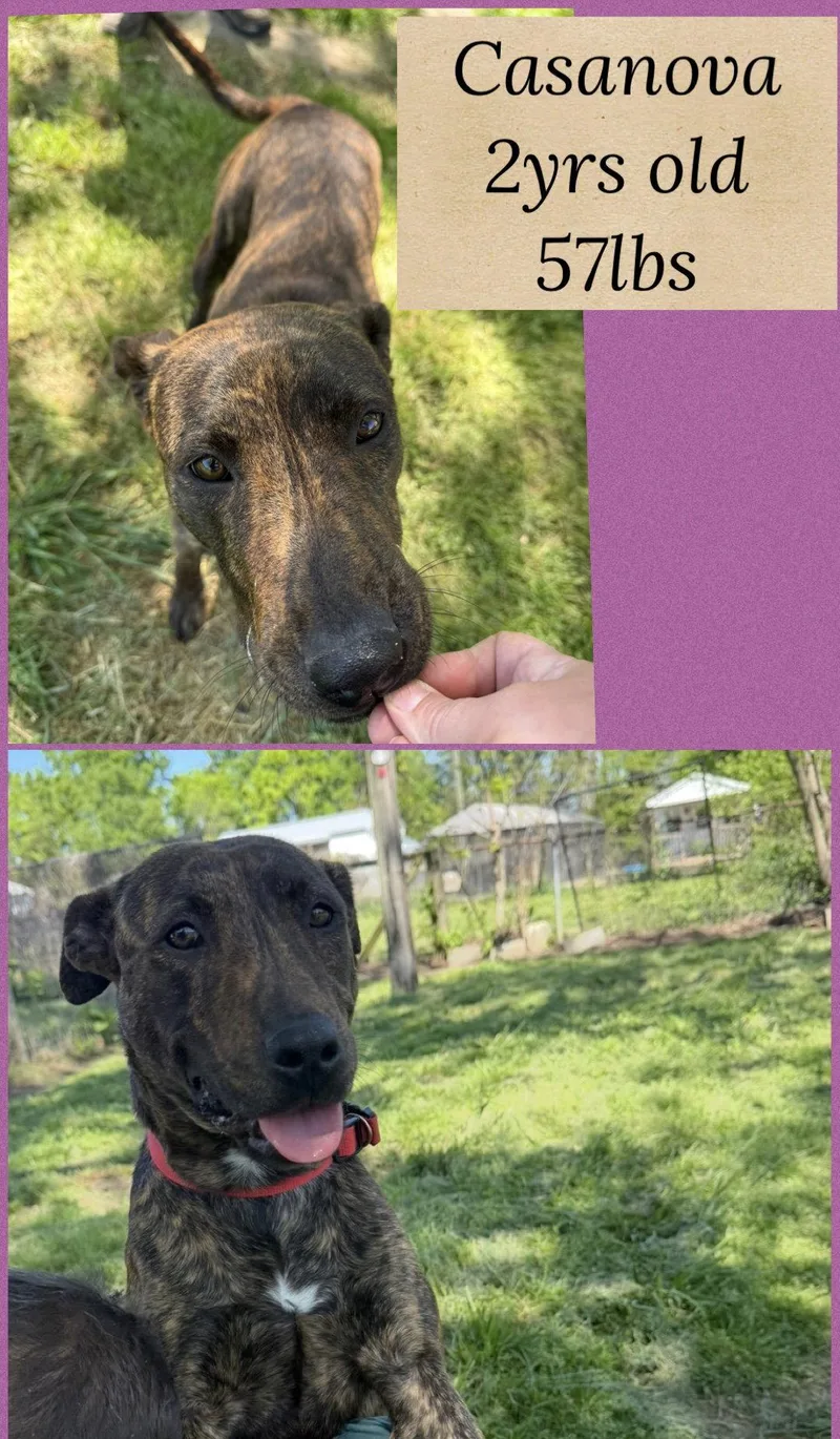 An adult large-sized female Pit Bull Terrier dog named Casanova for adoption in Holbrook, NY