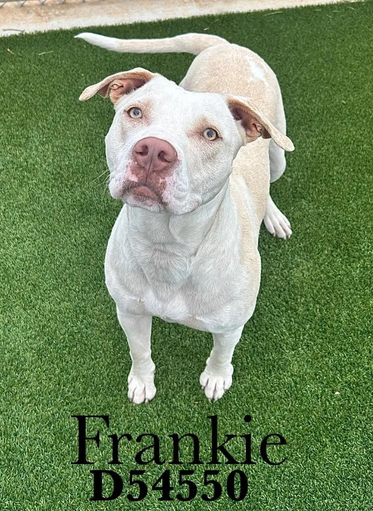 A young medium-sized female Labrador Retriever dog named Frankie for adoption in Clarksville, TN