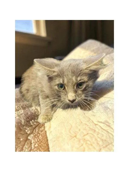 A young medium-sized male Gray / Blue / Silver Domestic Medium Hair cat named George for adoption in Sullivan, IN