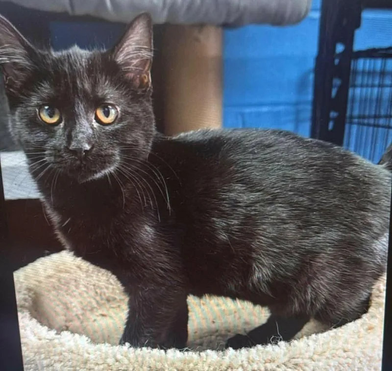 A baby large-sized female Domestic Short Hair cat named Sumatra for adoption in Dalton, GA