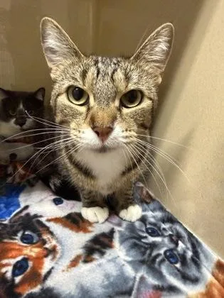 An adult large-sized female Domestic Short Hair cat named Omi for adoption in Pequot Lakes, MN