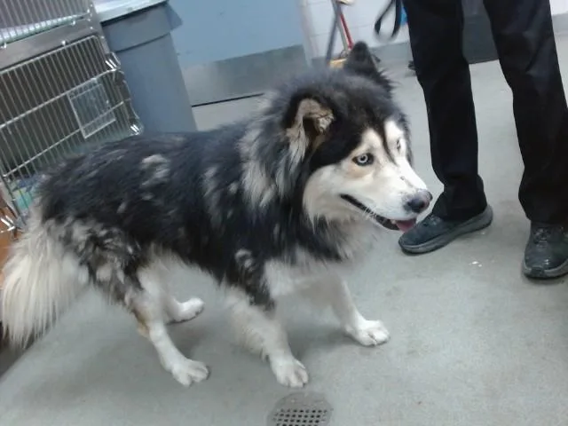An adult large-sized male Husky dog named Franco for adoption in Salinas, CA