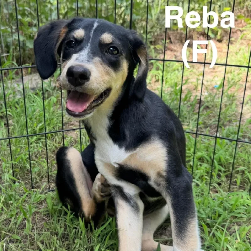 Reba