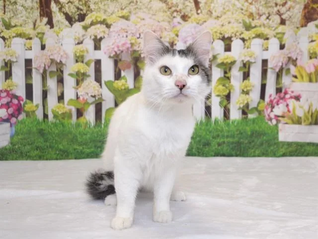 A young small-sized male Domestic Medium Hair cat named Mustard for adoption in Oroville, CA