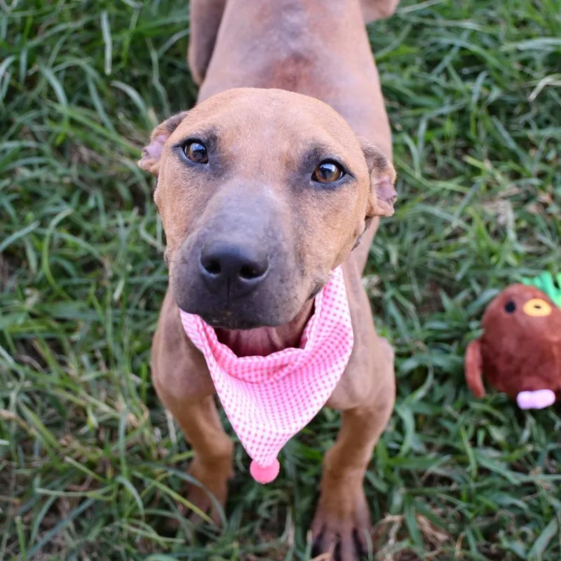 A young medium-sized female Brown / Chocolate Pit Bull Terrier dog named Chai for adoption in Beaumont, TX