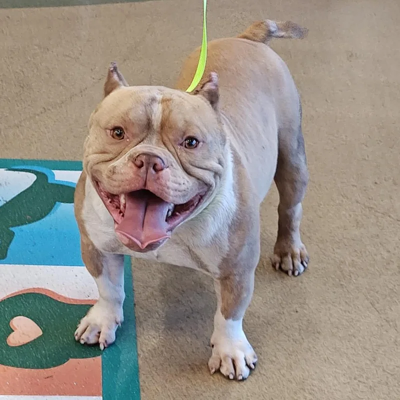 An adult medium-sized male Yellow / Tan / Blond / Fawn American Staffordshire Terrier dog named Hammy for adoption in Upland, CA