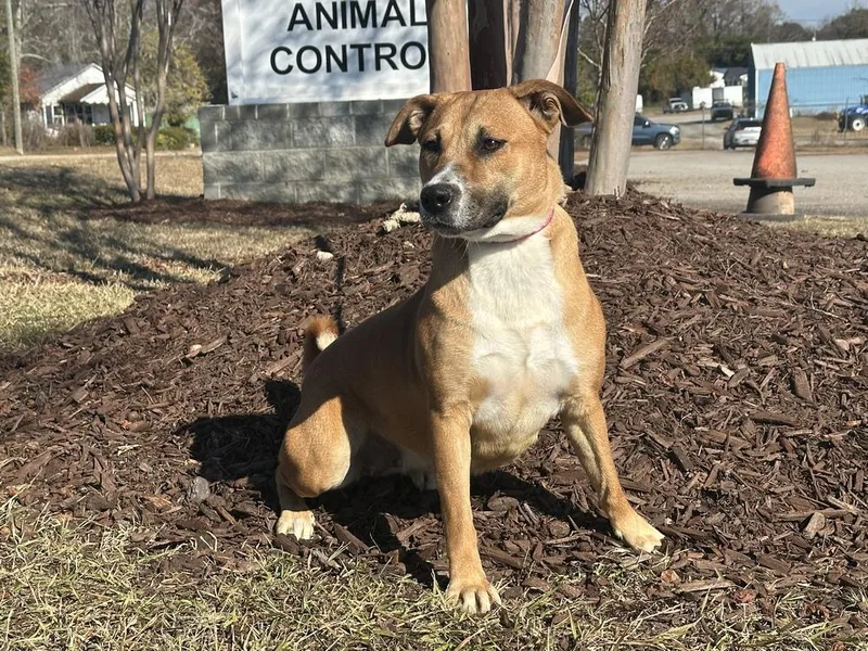 A young medium-sized female Brown / Chocolate Labrador Retriever dog named Sadie for adoption in Greenbelt, MD