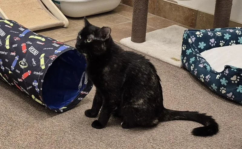An adult medium-sized female Tortoiseshell Domestic Short Hair cat named Coco for adoption in South Bend, IN