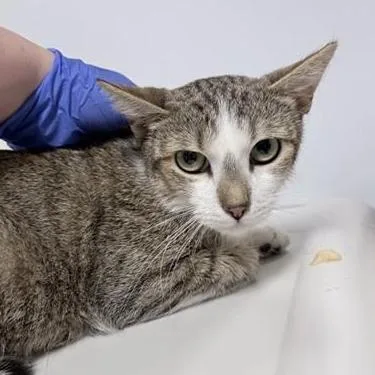 A young medium-sized female Brown / Chocolate Domestic Short Hair cat named Bea for adoption in New York, NY