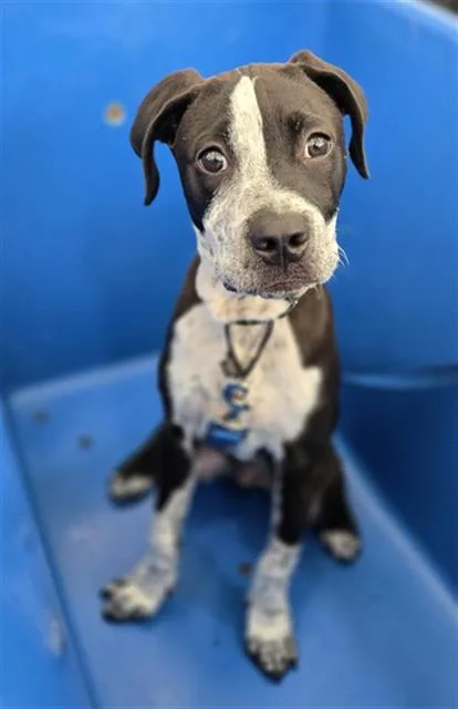 A baby large-sized male Mixed Breed dog named Dice for adoption in Dallas, TX
