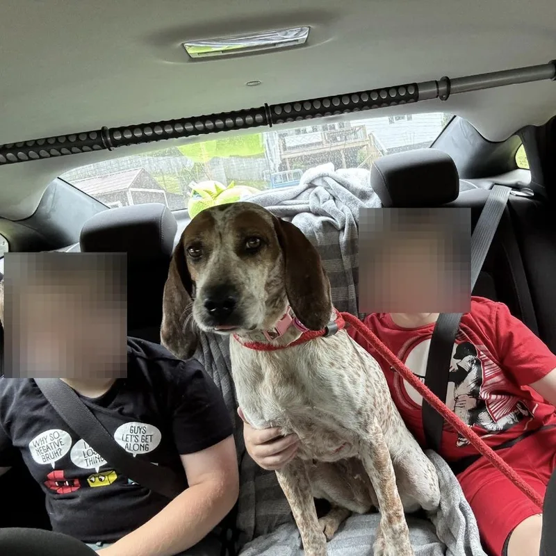 A senior medium-sized female White / Cream Hound dog named Copper for adoption in Washington, DC