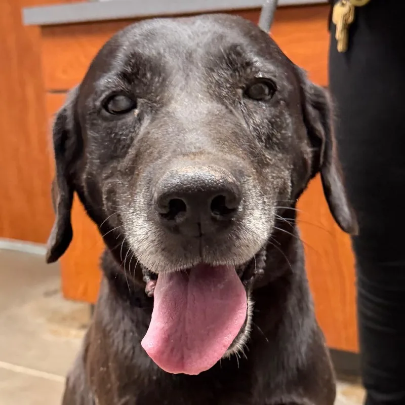 A senior large-sized female Black Labrador Retriever dog named Bella for adoption in Yuma, AZ