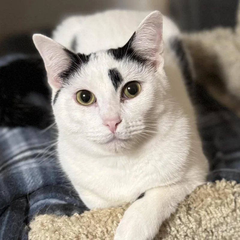 An adult small-sized male White Domestic Short Hair cat named Weston for adoption in Goshen, IN