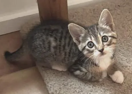 A baby small-sized female Domestic Short Hair cat named Ziggy for adoption in Magnolia, TX