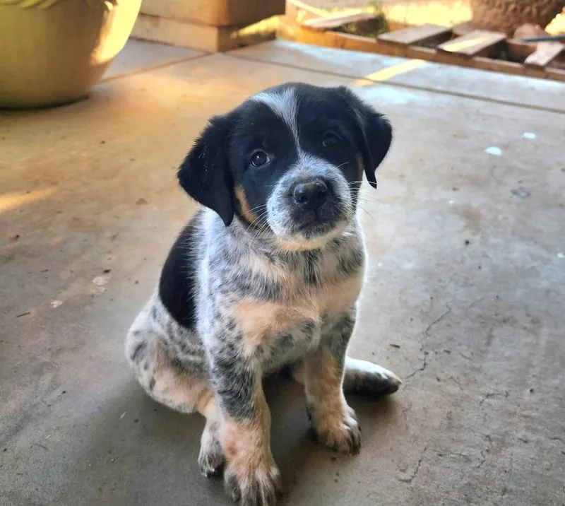 A baby medium-sized female Pit Bull Terrier dog named Maddie for adoption in Mesa, AZ