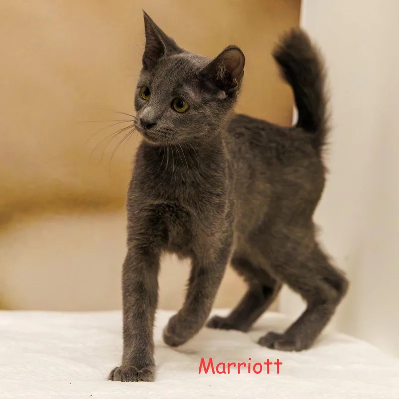 Marriott thumbnail 2