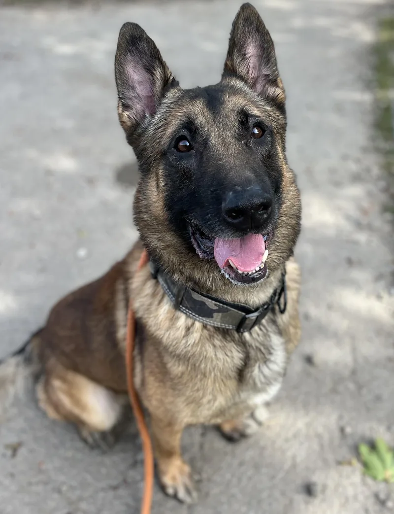An adult large-sized male German Shepherd Dog dog named Norman for adoption in Buffalo, NY
