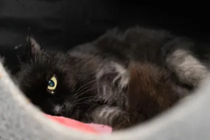 A senior medium-sized female Domestic Long Hair cat named Princess for adoption in Ringoes, NJ
