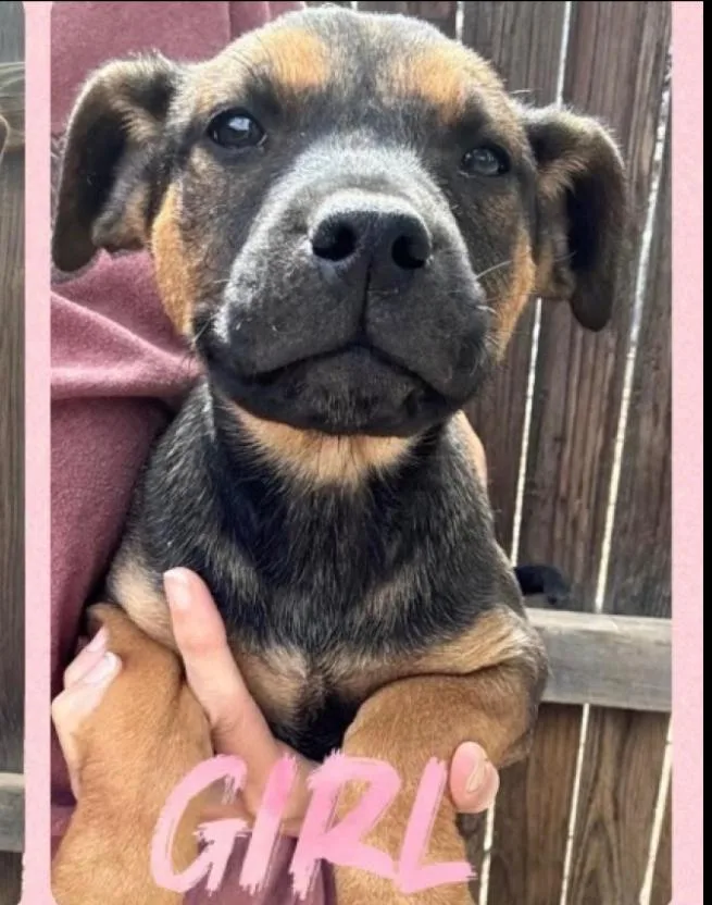 A baby medium-sized female Pit Bull Terrier dog named Lily for adoption in Lafayette, CO
