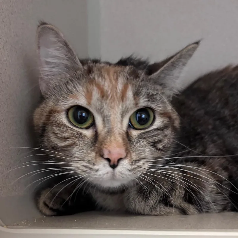 An adult medium-sized female Brown / Chocolate Domestic Medium Hair cat named Princesa for adoption in Providence, RI