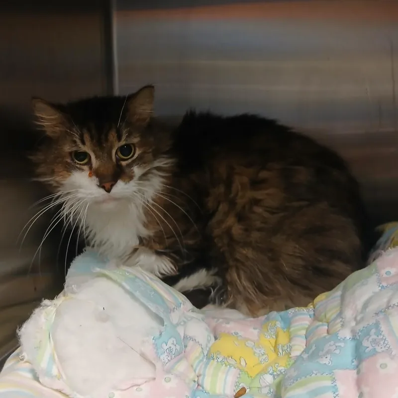 Clover Mcfloof thumbnail 2