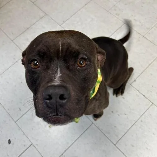 An adult medium-sized female Black Pit Bull Terrier dog named Gracie for adoption in Turlock, CA