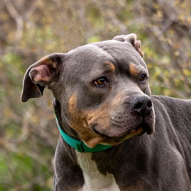 An adult large-sized male Gray / Blue / Silver Pit Bull Terrier dog named Fiyero for adoption in Council Bluffs, IA