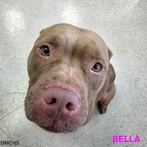 Bella thumbnail 2