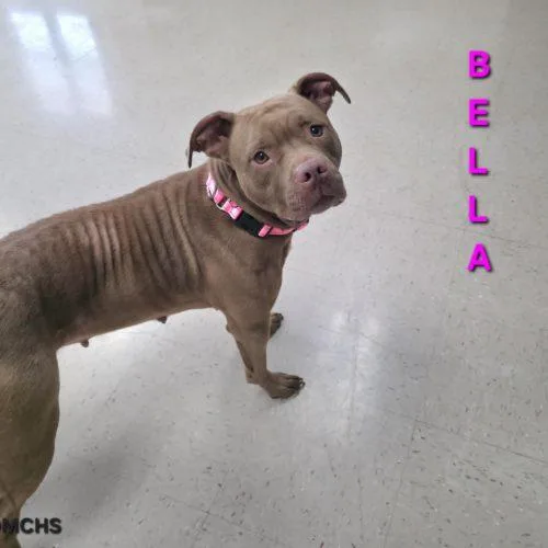 Bella thumbnail 5