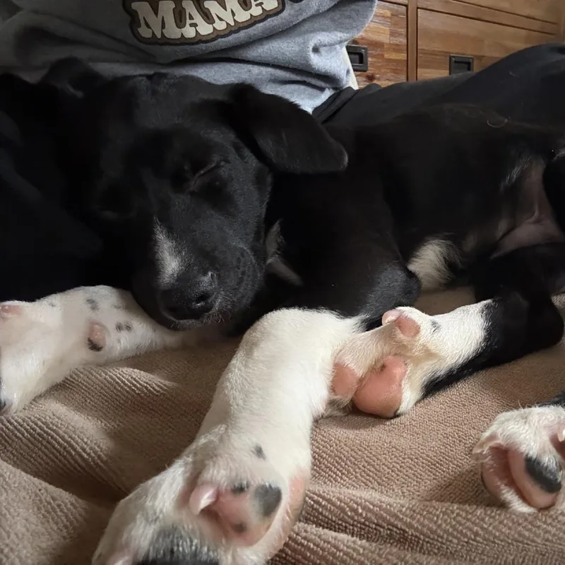 A baby small-sized male Black Mixed Breed dog named Bodhi for adoption in Wantagh, NY