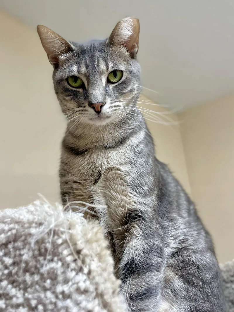 An adult medium-sized male Domestic Short Hair cat named Reese for adoption in Champaign, IL