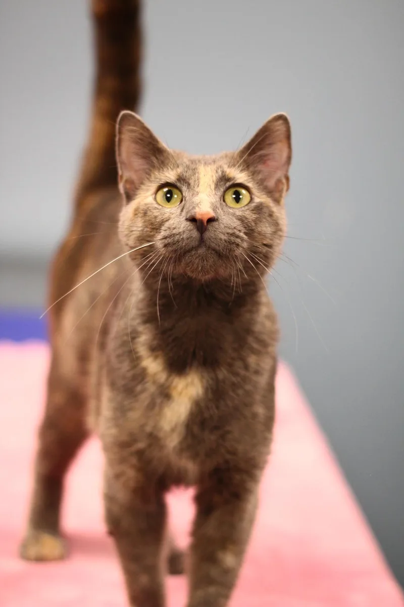 A young medium-sized female Domestic Short Hair cat named Leslie for adoption in Toledo, OH
