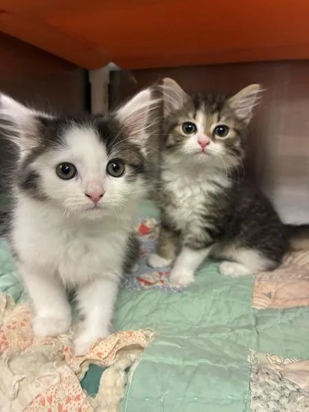 A baby small-sized male Domestic Medium Hair cat named Sneed for adoption in Richmond, VA