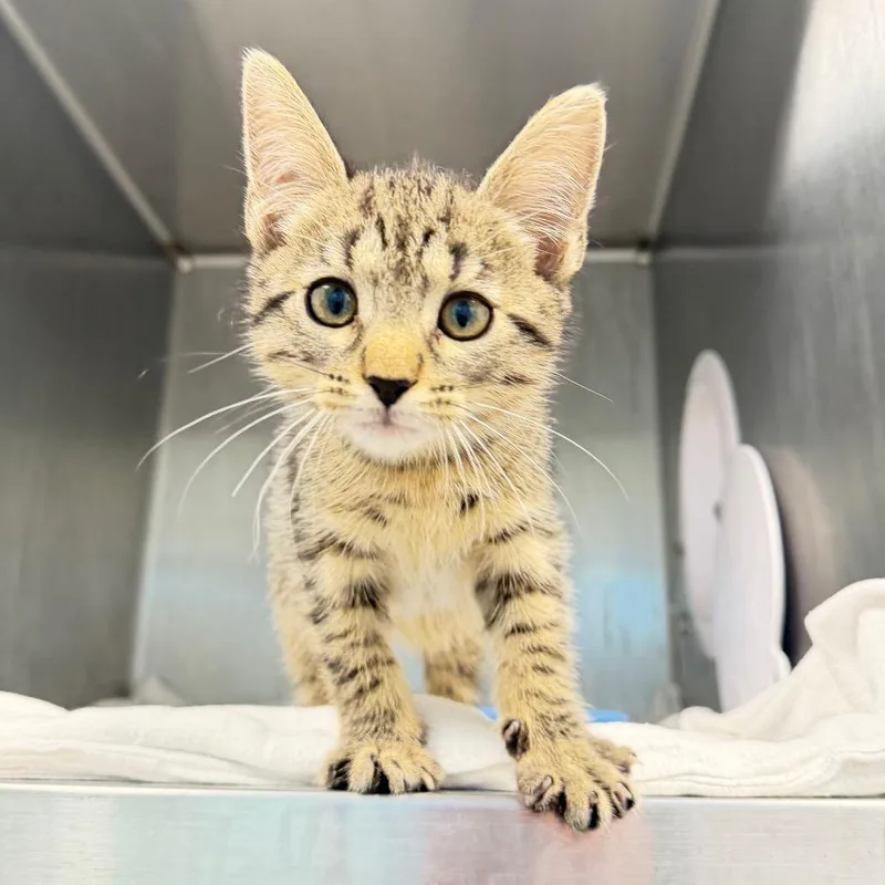 A baby small-sized male Domestic Short Hair cat named Joseph for adoption in Englewood, FL