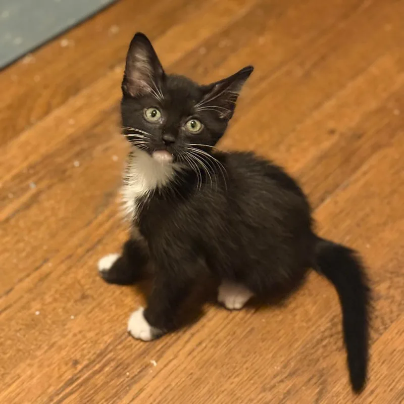 Penelope