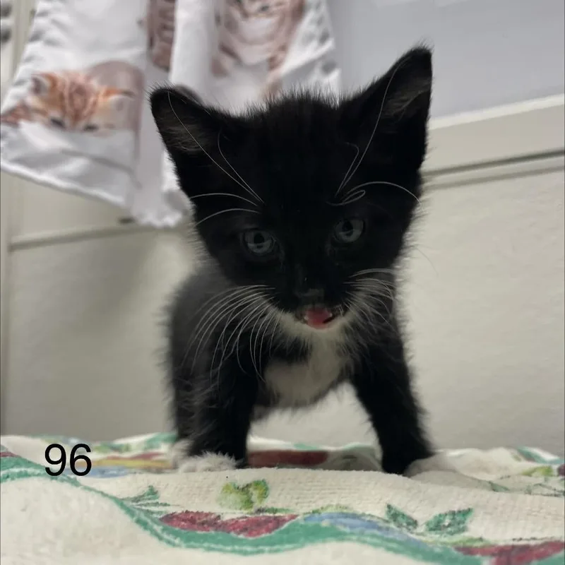 Penelope thumbnail 2