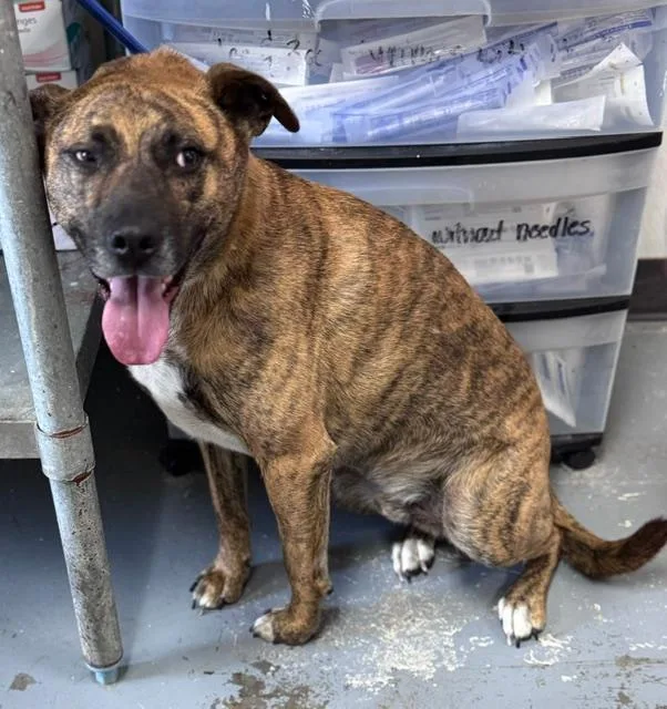 An adult medium-sized male Brindle Mixed Breed dog named Ritchie for adoption in Chesterfield, SC