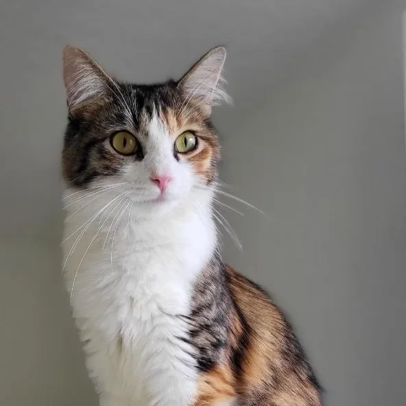 Lucille