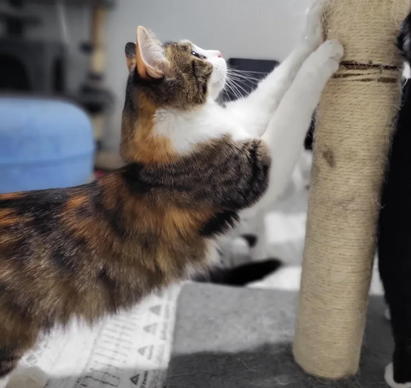 Lucille thumbnail 2