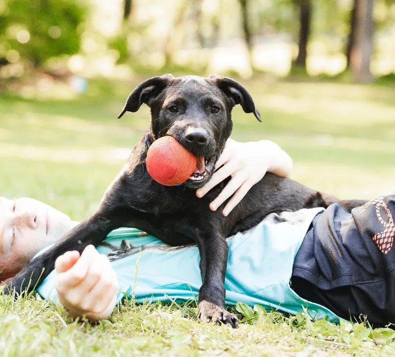 A baby medium-sized male Black Mixed Breed dog named Valentino for adoption in Columbia, MD