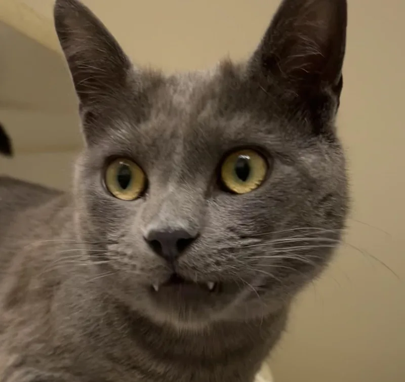 Sharknado thumbnail 2