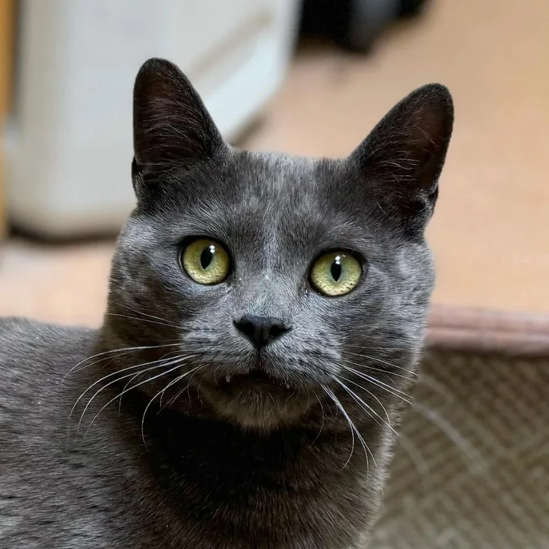 Sharknado thumbnail 3