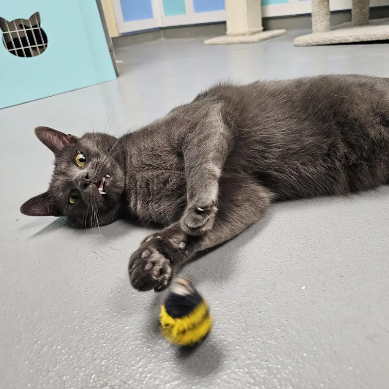 Sharknado thumbnail 4