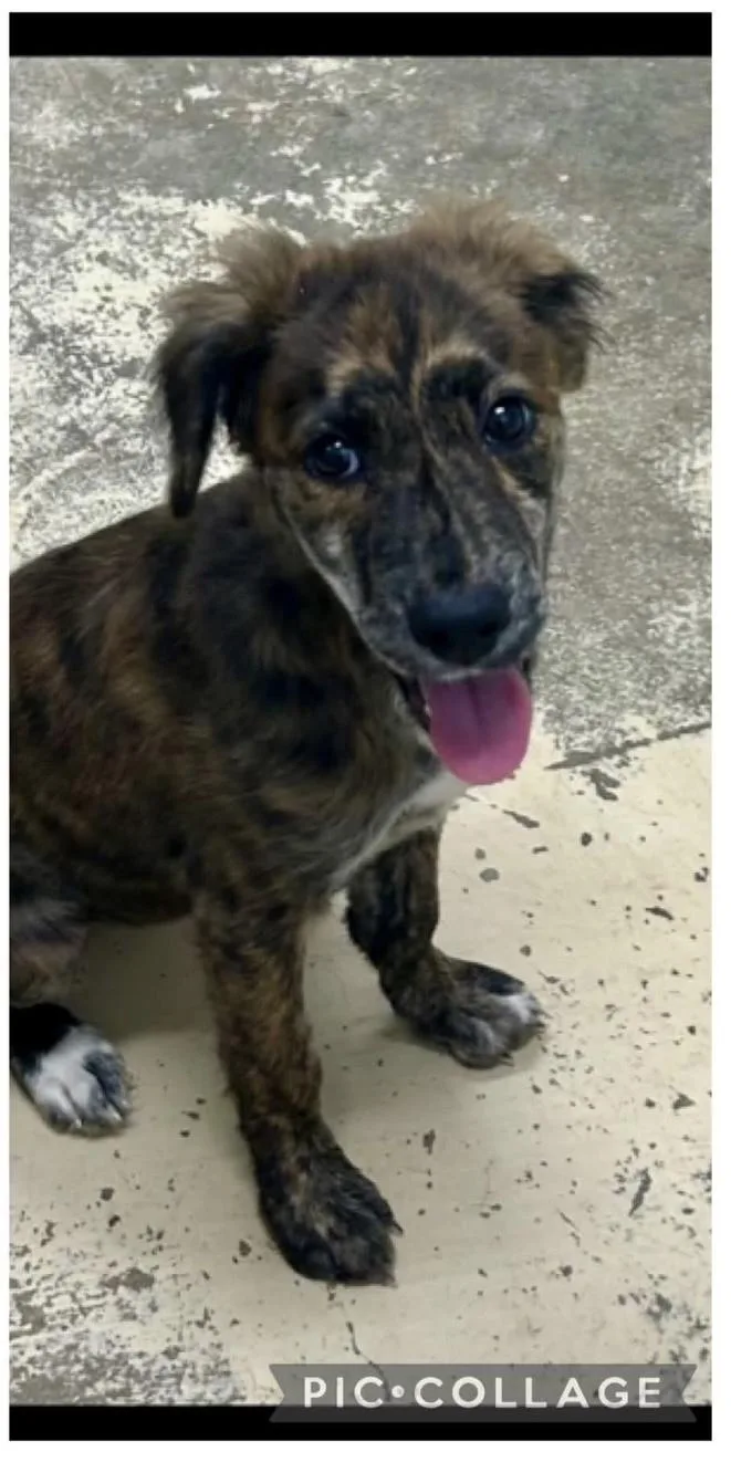 A baby medium-sized female Belgian Shepherd / Malinois dog named Ember for adoption in Carmel, NY