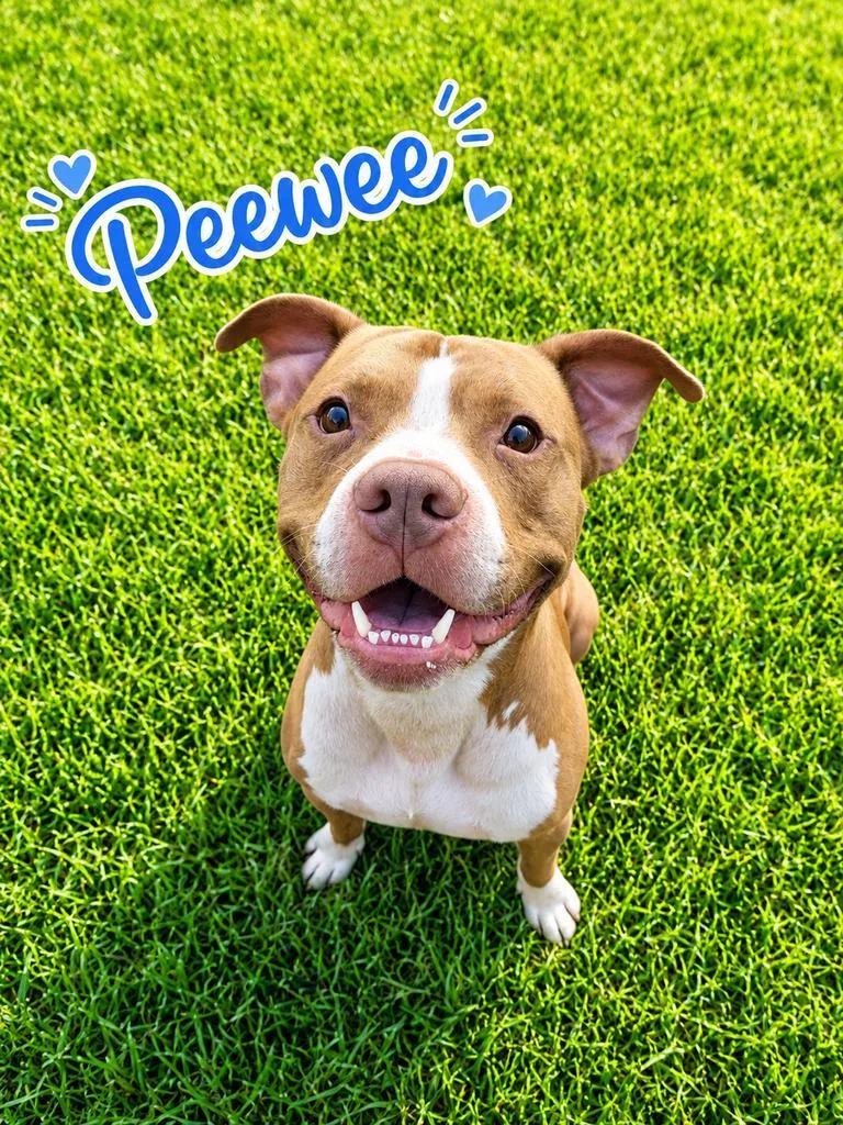 PeeWee thumbnail 3