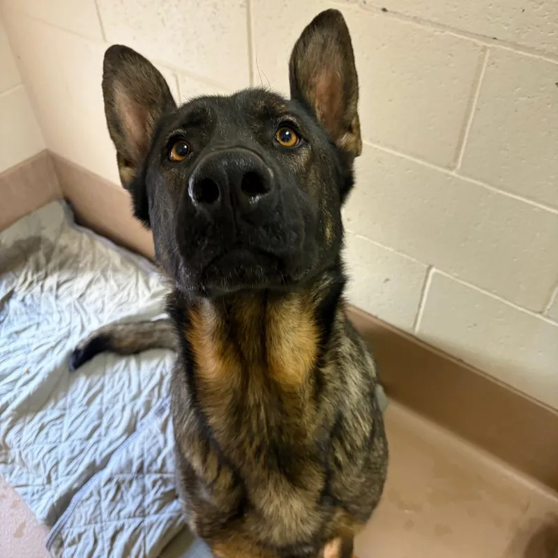 An adult large-sized male German Shepherd Dog dog named Smokey for adoption in Reno, NV