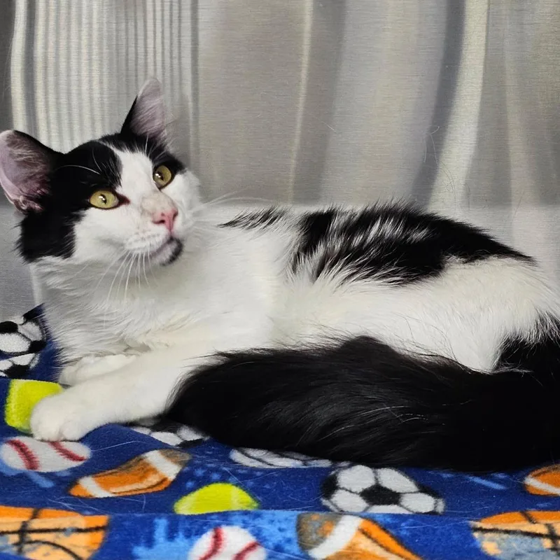 An adult small-sized male Black Domestic Medium Hair cat named Brian for adoption in Nampa, ID